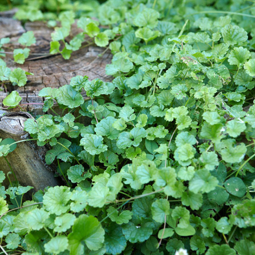 Get Rid of Common Weeds